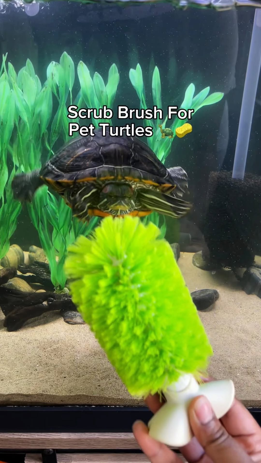Who knew a regular bottle cleaning brush can be so enriching for pet t…