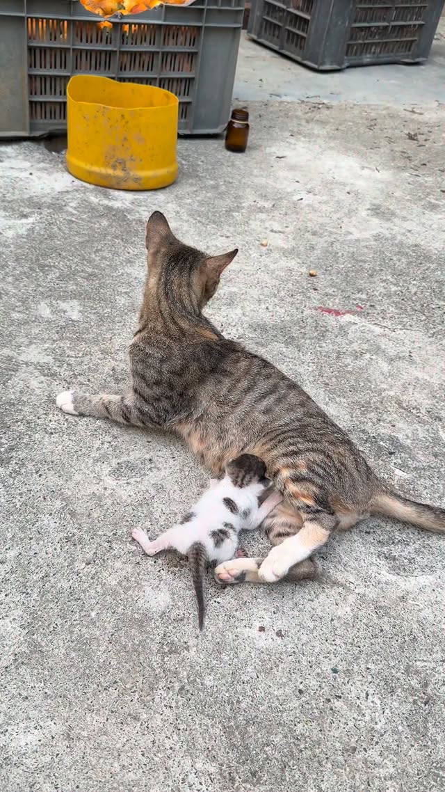 Mumma cat runs to meet her old kitten #cat #kitten #catmom #streetcat #catlife