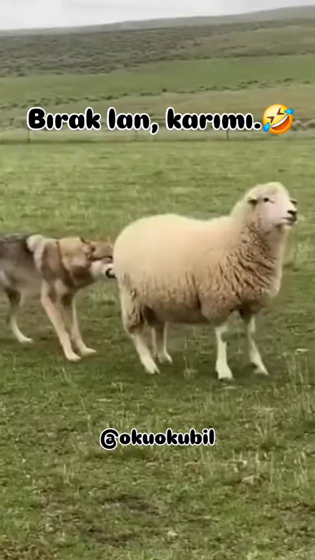 Bırak lan, karımı.🤣🤣 #viral #love #reels #follow #funny