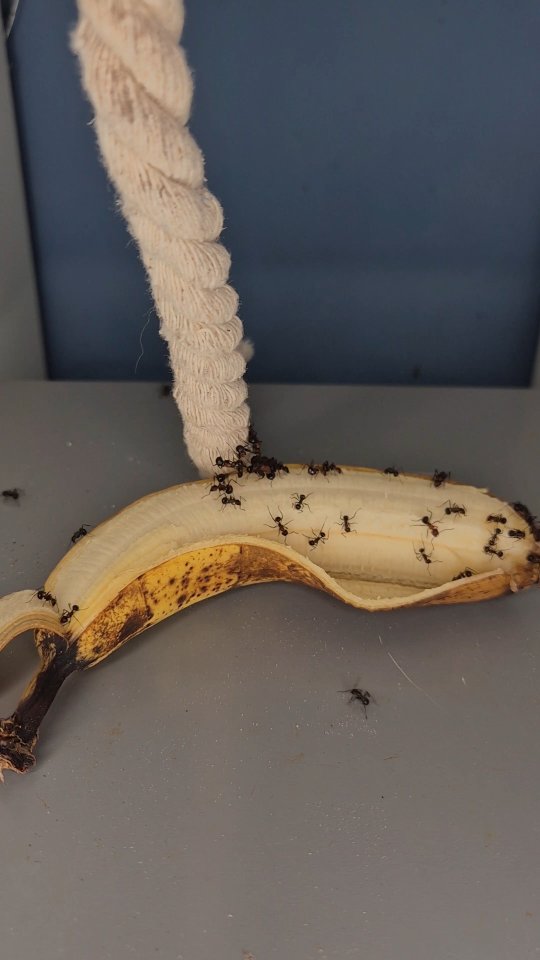 Myrmicaria Brunnea #insects #fourmis #ants #antkeeping #animals
