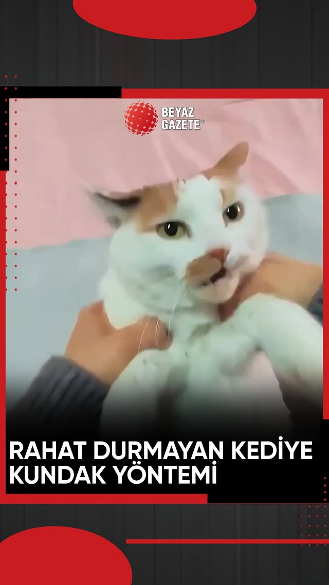 Rahat durmayan kedisini kundaklayıp veterinere götürmenin yolunu bulan şahıs gündem oldu.