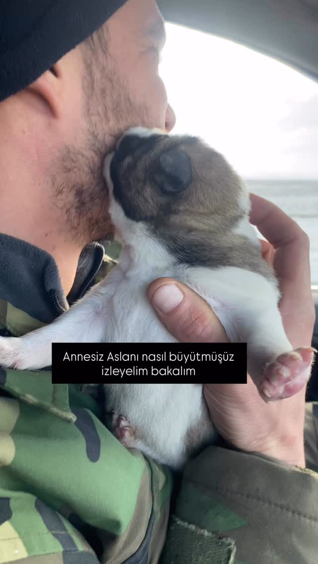 Aldığımızda 1 haftalıktı aslanım annesini zehirlemişler insan denen varlıklar bulamadık kimin zehirl…