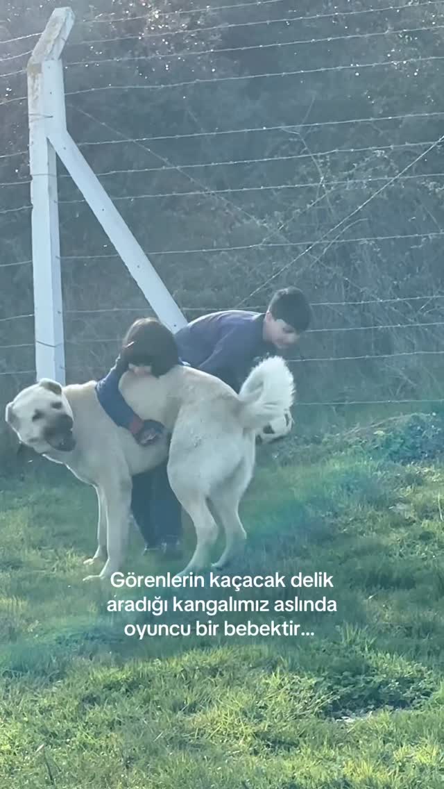 Ya topçu, ya popçu işte 💅🤭 #kangal