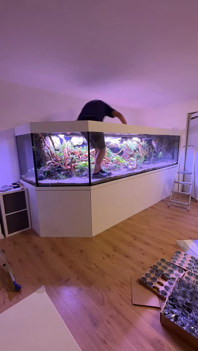 BIGGER IS BETTER 😝😝😝 This is one of the biggest aquascapes I scaped so far. This amazing project is …
