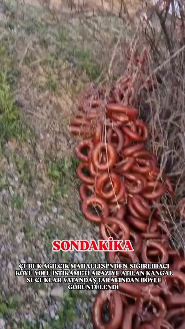 #SONDAKİKA ÇUBUK AĞILCIK MAHALLESİ'NDEN SIĞIRLIHACI KÖYÜ YOLU İSTİKAMETİ ARAZİYE ATILAN KANGAL SUCUK…