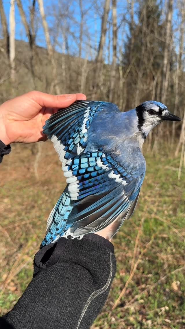 Have you noticed how beautiful a Blue Jay is? All birds captured, banded, and safely released for co…