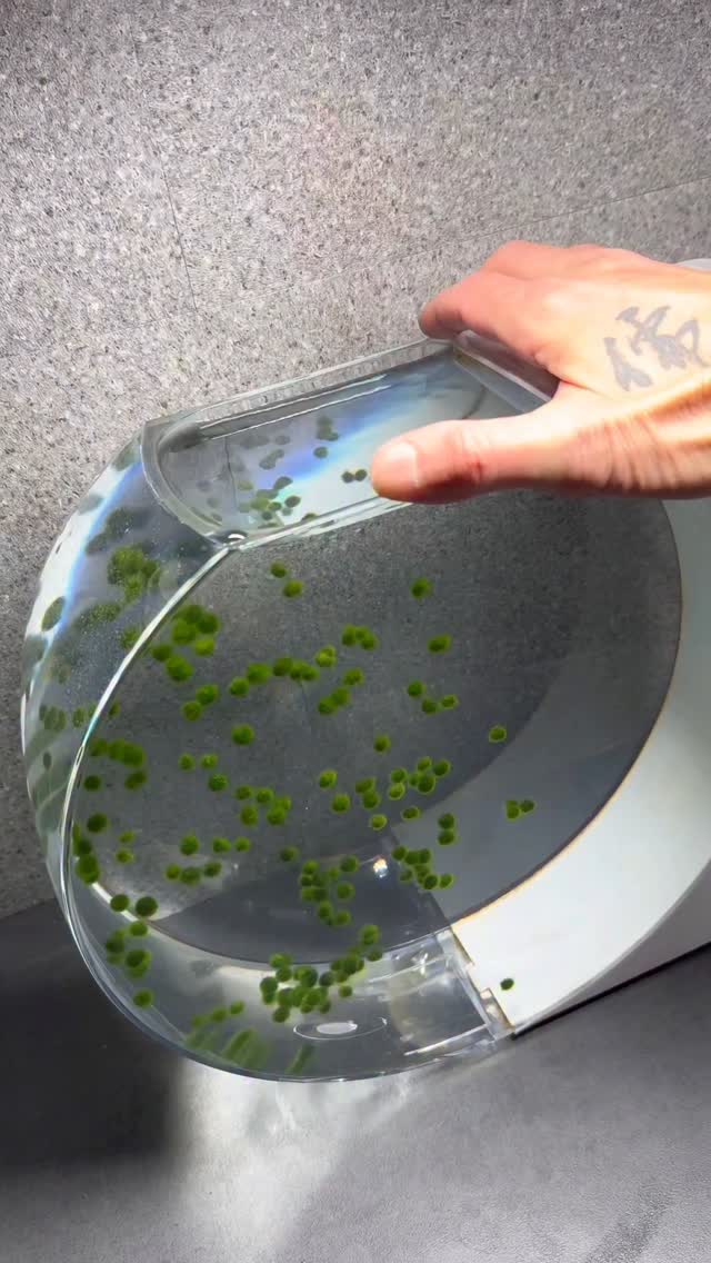 The Marimo babies are now 4 months old 💚🤍 You don’t really need to do anything—just be patient. Chan…