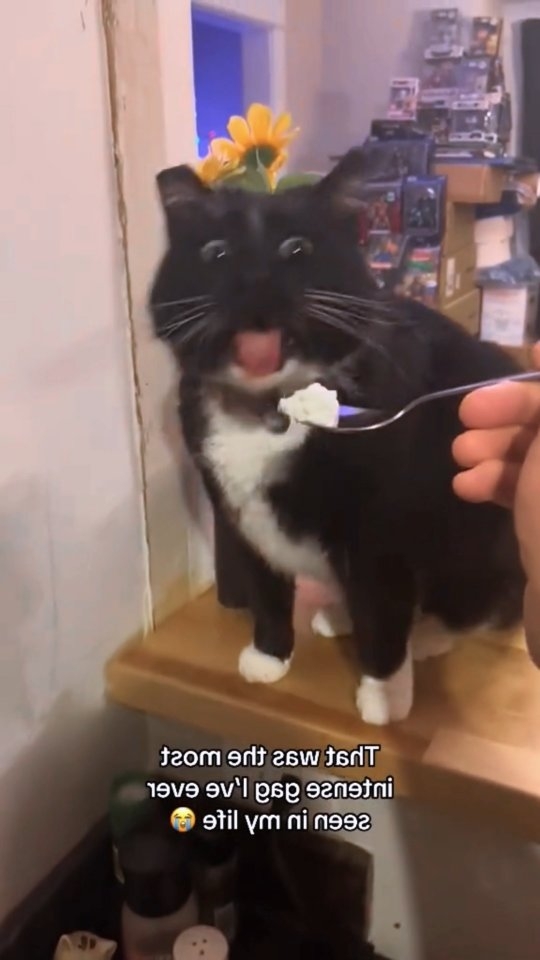 #catsarelife #catworld #dailykitten #catoftheworld #cats
