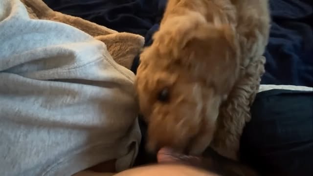 Mandu playfully attacking my ear😆 +This video simply shows a 2 month old puppy playing with her owne…