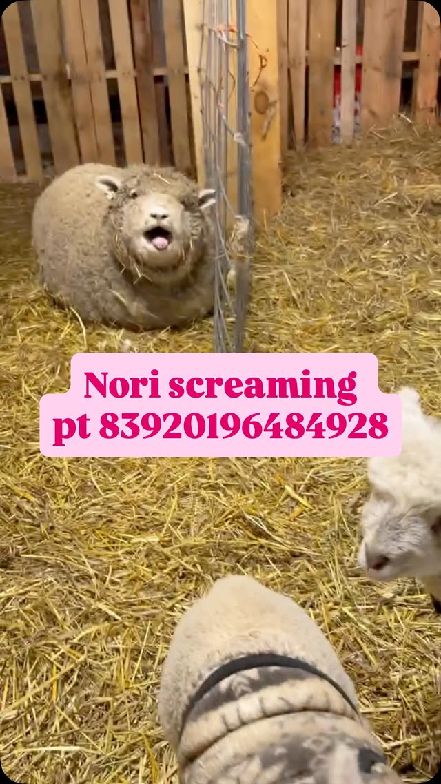 we tried getting a video of the lambs and Nori felt some type of way…still no new babies but it seem…