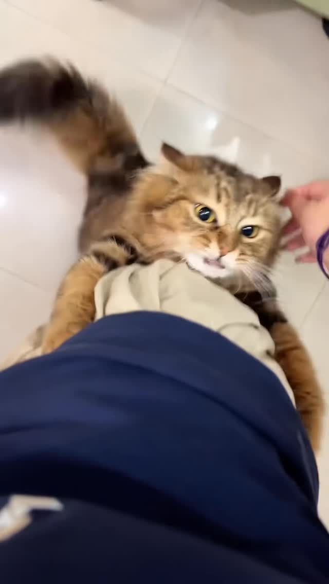 Clingy cats being clingy #clingycat #cats #catlover #catlife #catsvideo