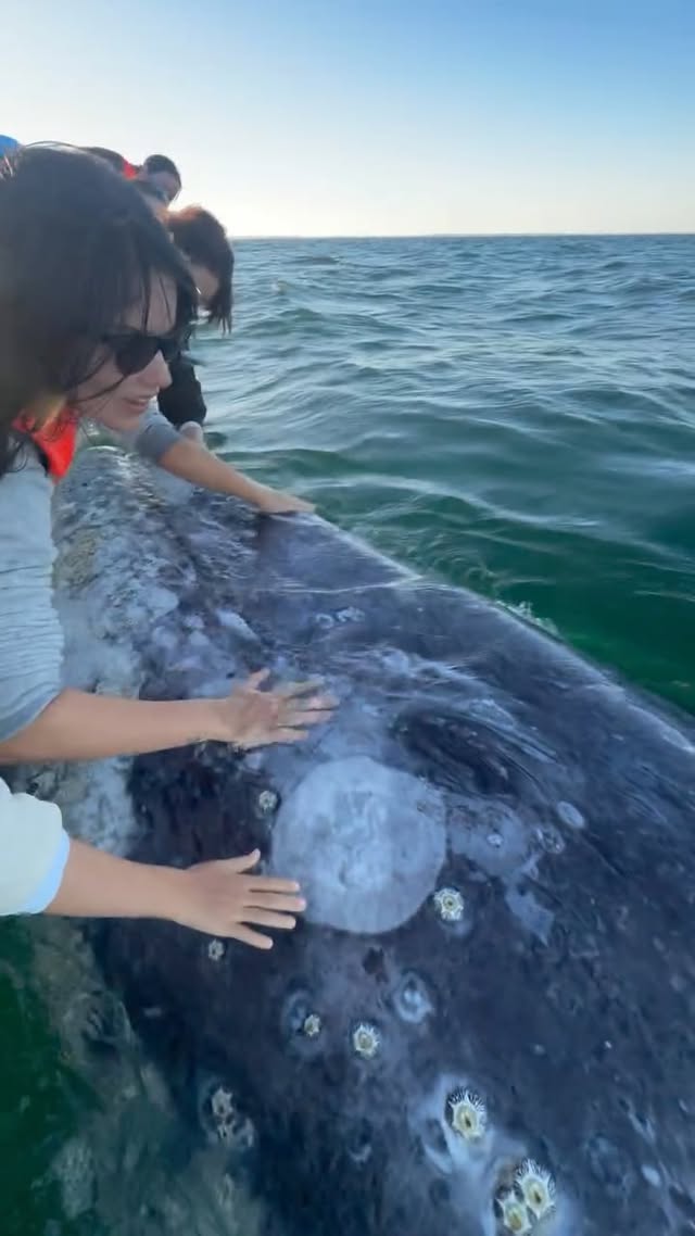 Info at natsoffthegrid.com These encounters happen in Guerrero Negro, Baja California Sur, Mexico. I…