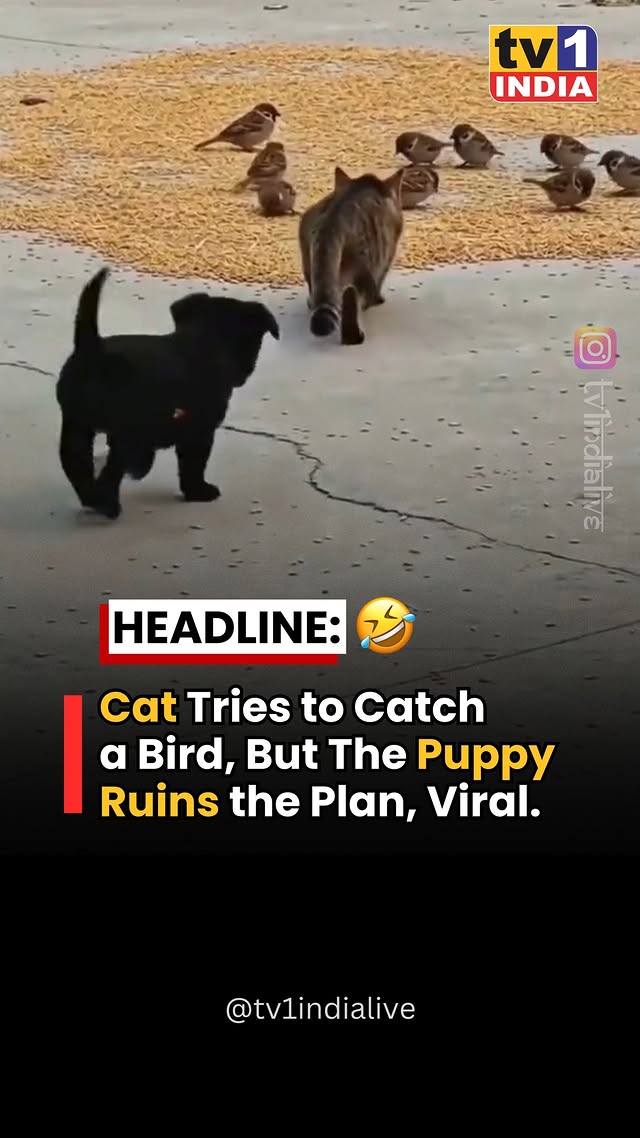 In a hilarious moment caught on camera, a cat carefully tried to sneak up on a bird, fully focused o…