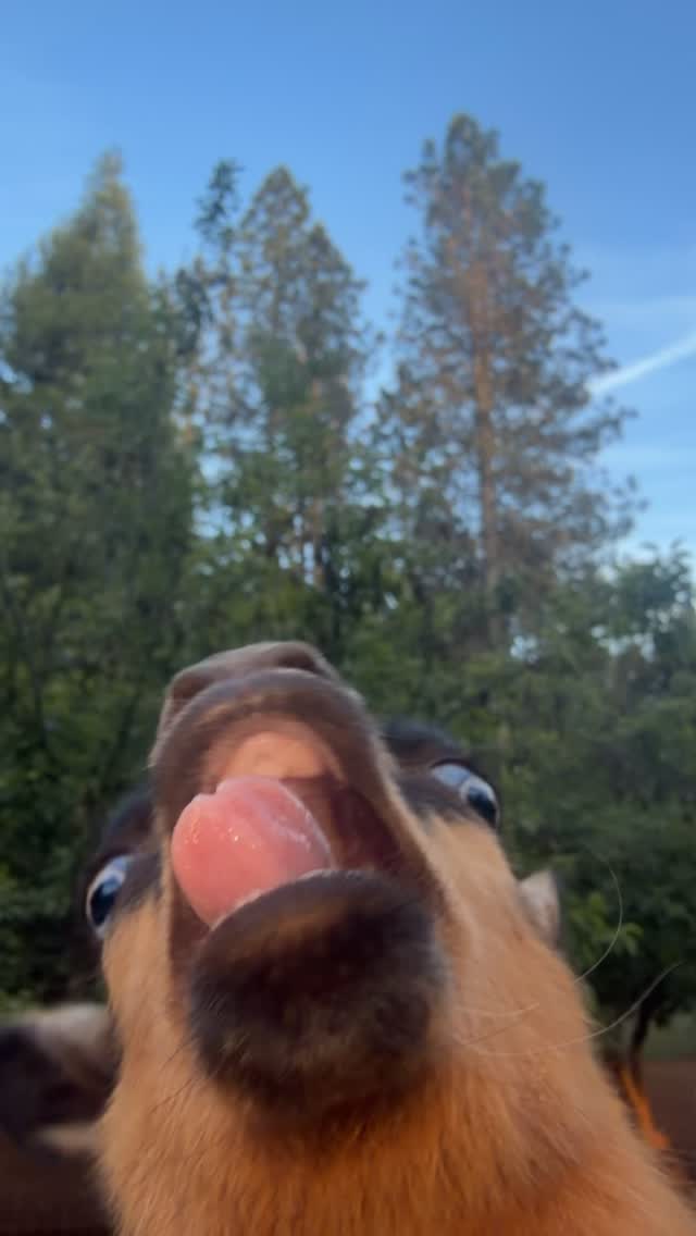 #nigeriandwarfgoat #goats #funny #cute MOOD