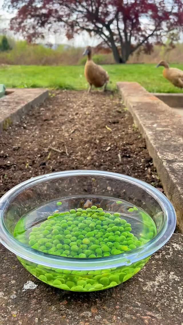 Monica is always faster. Faster to get to the peas and faster to eat them. That’s why Phoebe gets so…