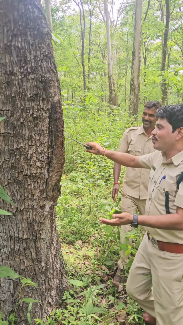 Jungle Diaries- A tree that quenches thirst. This is Terminalia tomentosa (Saj/Asan), a remarkable d…