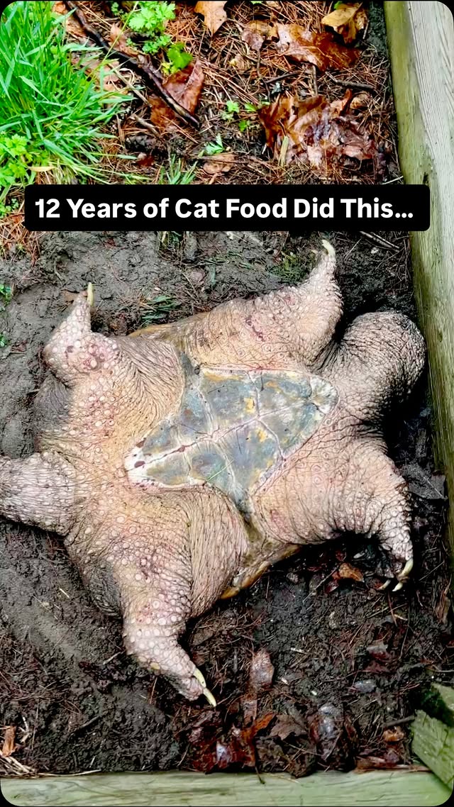 12 Years of Cat Food Did This… 😳 #gardenstatetortoise #animalrescue #snappingturtle #animalfacts