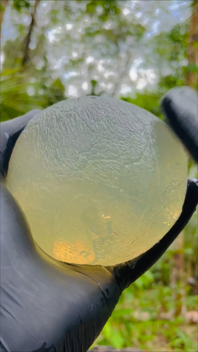 Rare Jelly Coconut Cutting 😲🔪 #food#cooking #trendingreels