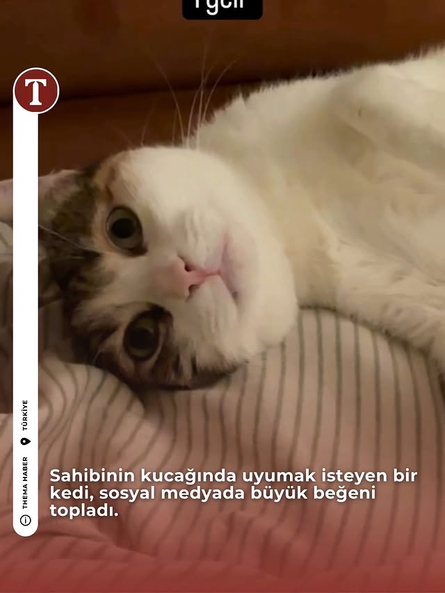 Sahibinin kucağında uyumak isteyen bir kedi, sosyal medyada büyük beğeni topladı. 📹 @incirartar #ked…