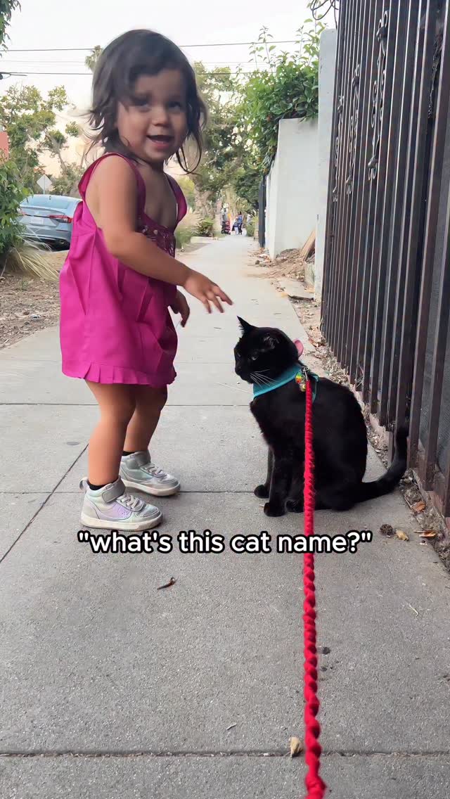 my cat made a new friend 🥹❤️ #blackcat #catperson #cutecat #therapycat #catlife