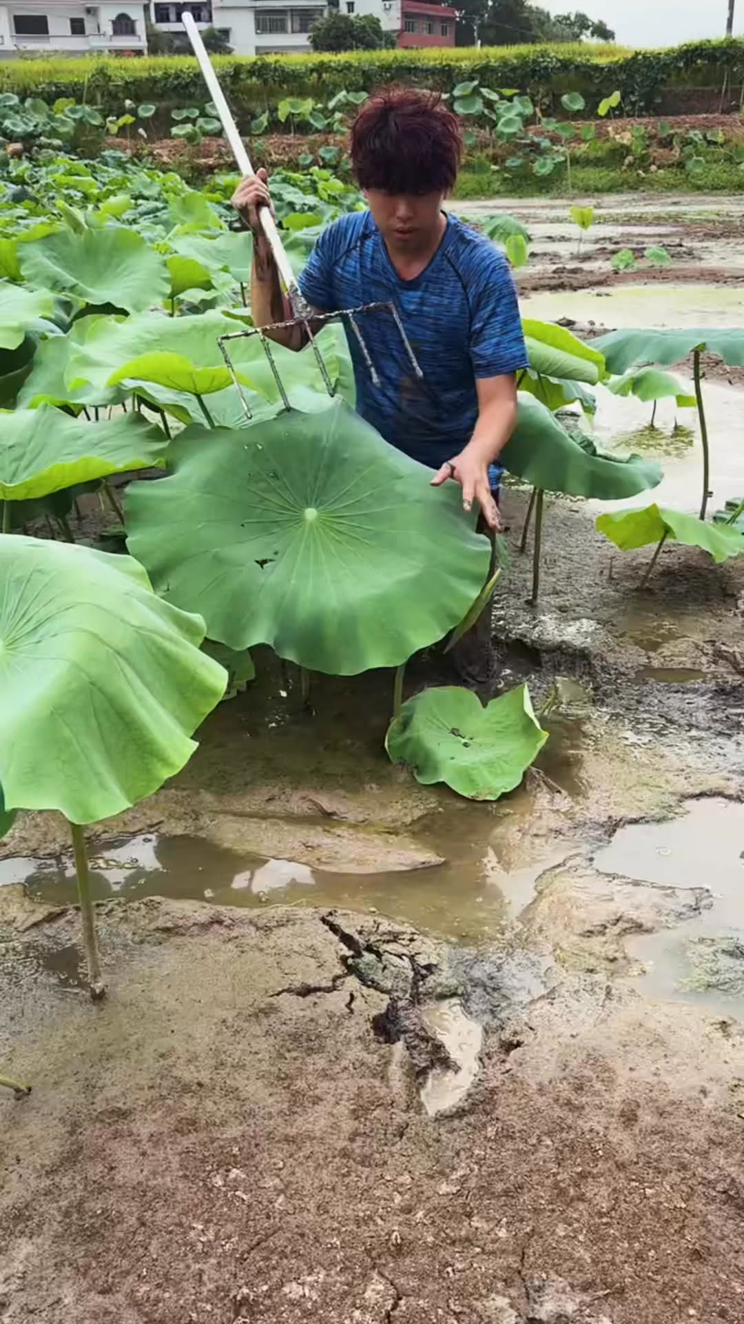 Amazing Turtle Trap 🐢✌️😲 #turtle #village #reelsfacebook #highlightseveryone