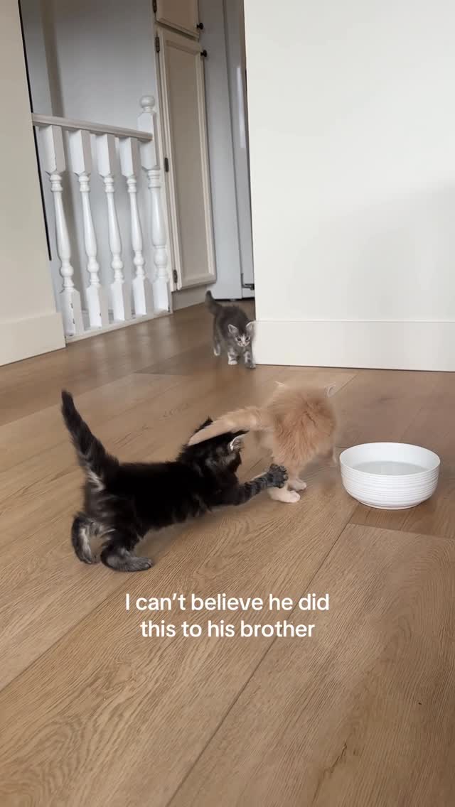 the way Bert played it off so casually 🤣