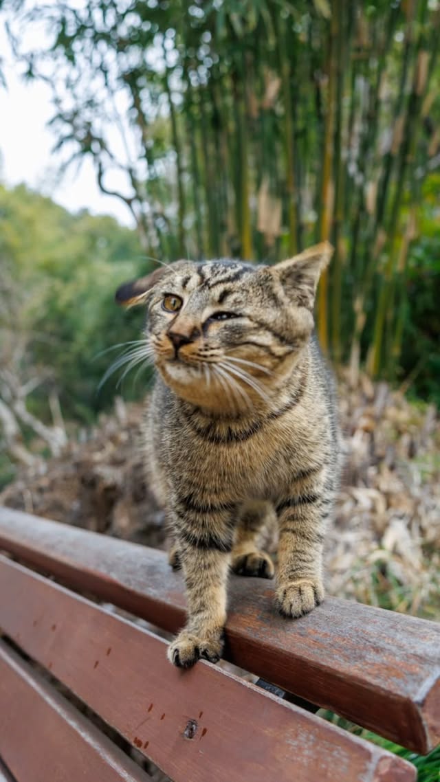 Taking photos is free. Deleting one is $50 🐱😼#cat #kitty #cutecat #petsofinstagram #funny