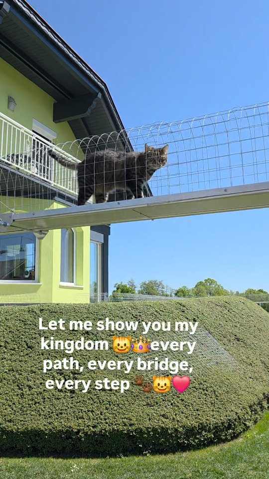 Schritt für Schritt führe ich euch durch mein Reich 😺🐾👑 Gefällt es euch auch so gut wie mir? Und wär…
