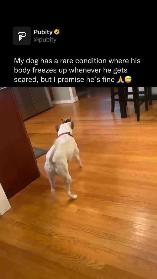 😳 Cooper has a condition thats pretty much like a fainting goat spasm so when he gets scared he will…