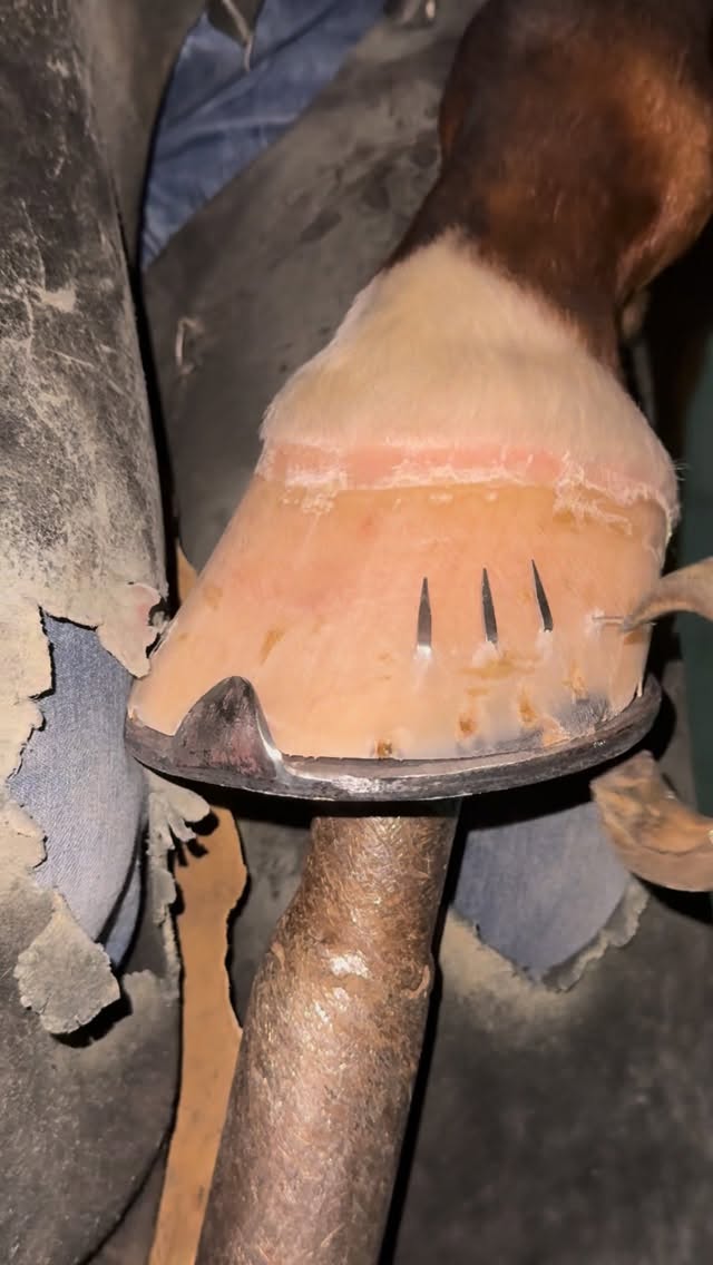 #horse🐎 #video #🐎🧲📍🔨