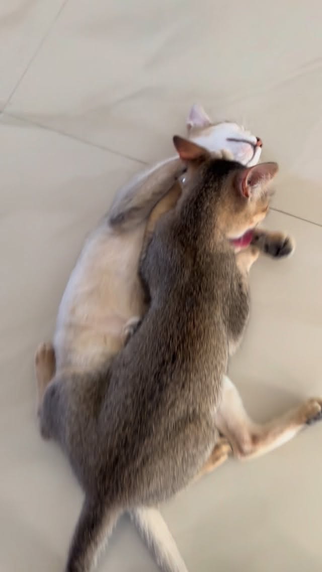 जेनी का ख्याल छुटकी को है रखना🥰😍 #siblinglove❤️ #cuddletime #bestie #catfriendship #catlover