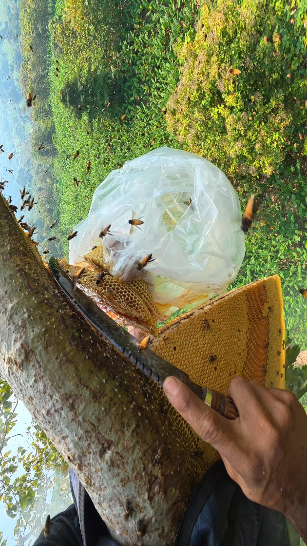 Honey slicing #emanmadu #fyp #usa #honey #nature