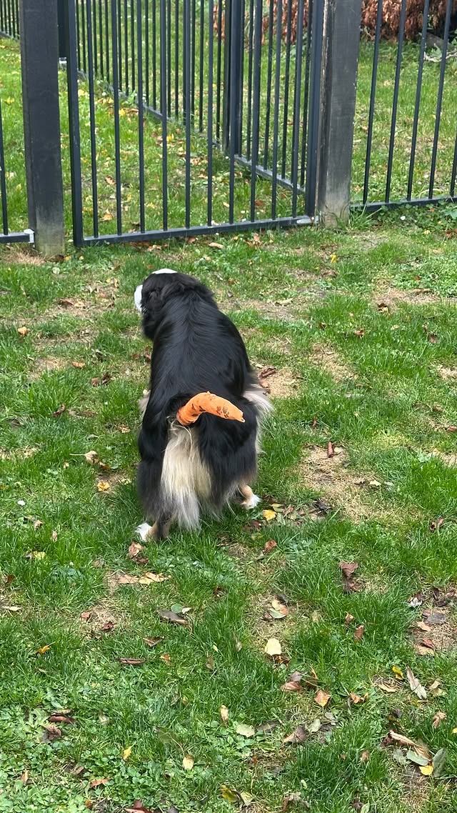 I had a sore tummy so the vet taped my tail. Cost Dad $1000 dollars though. Worth it. #dogsofnz #flu…