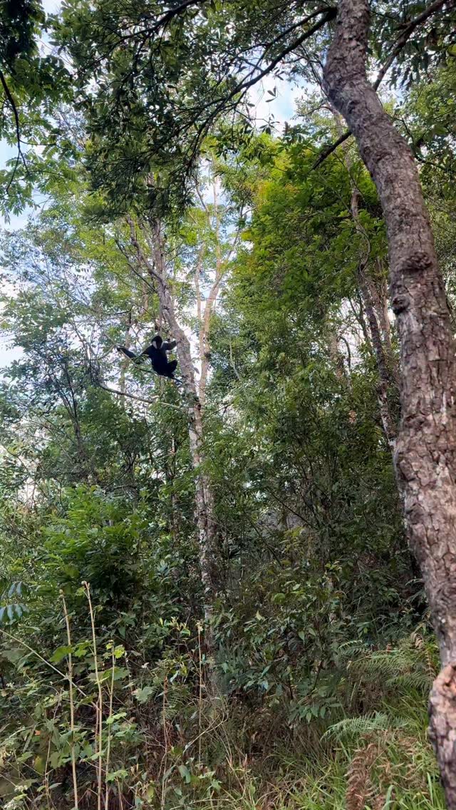 Coming my cute gibbon #cute #foryou #gibbon #fyp