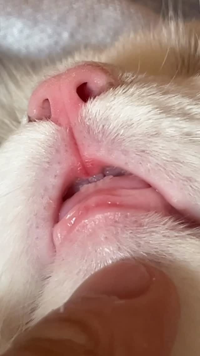 🦷 #랙돌 #고양이