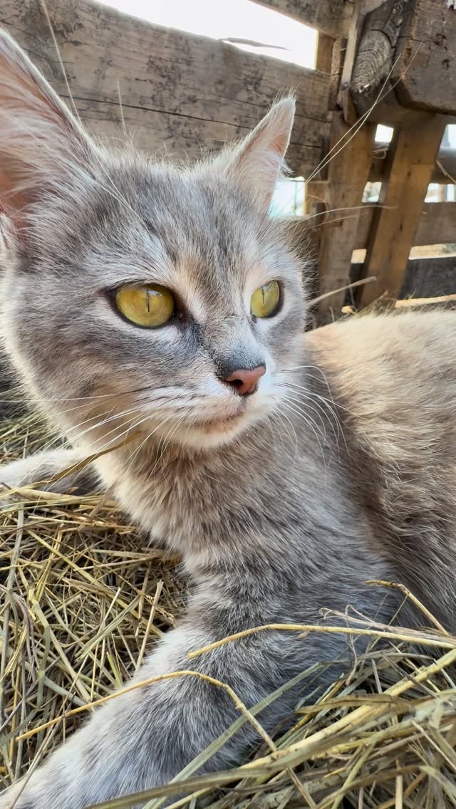 Animals pin