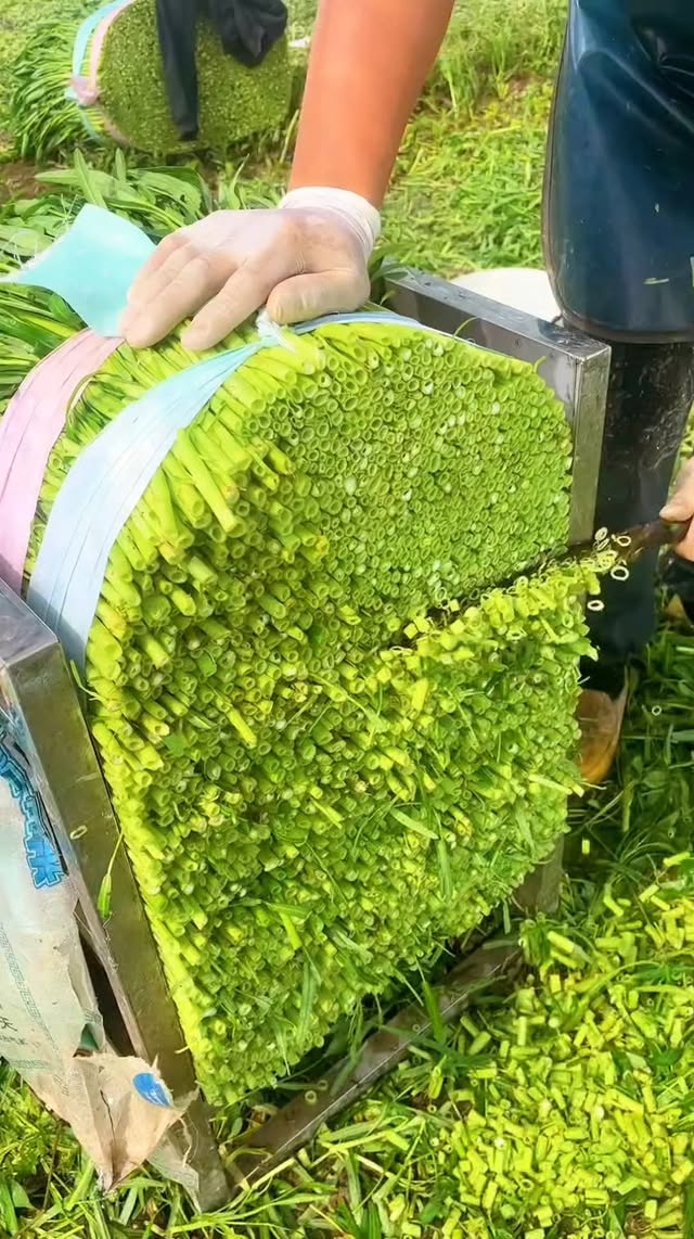 ASMR very neat and simple vegetable cutting skills 🌿🌾🌱☘️ #fbpro #reels #fyp #diy