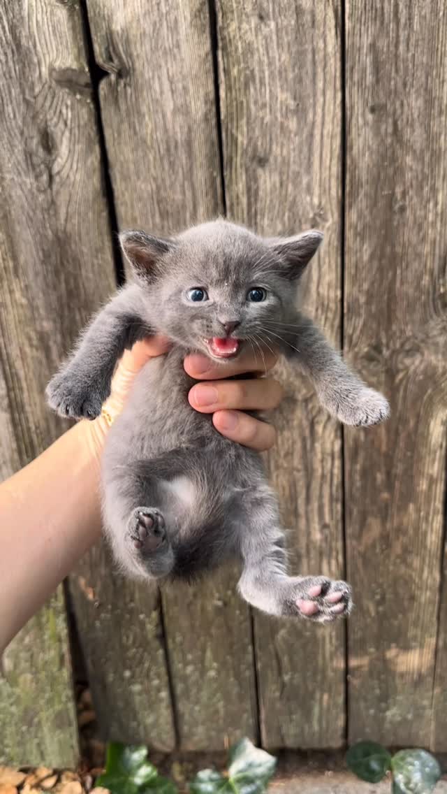 The story of how we adopted our two cats! The other two kittens were also adopted as a pair and we w…
