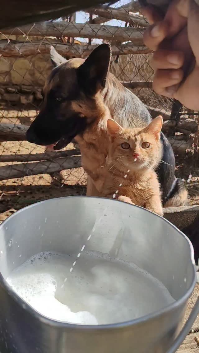 average orange cat greed😼