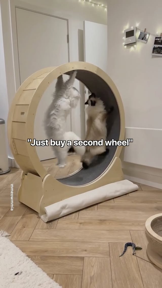 I guess that didn’t help… #cats #funnycats #猫 #catlogic #catwheel