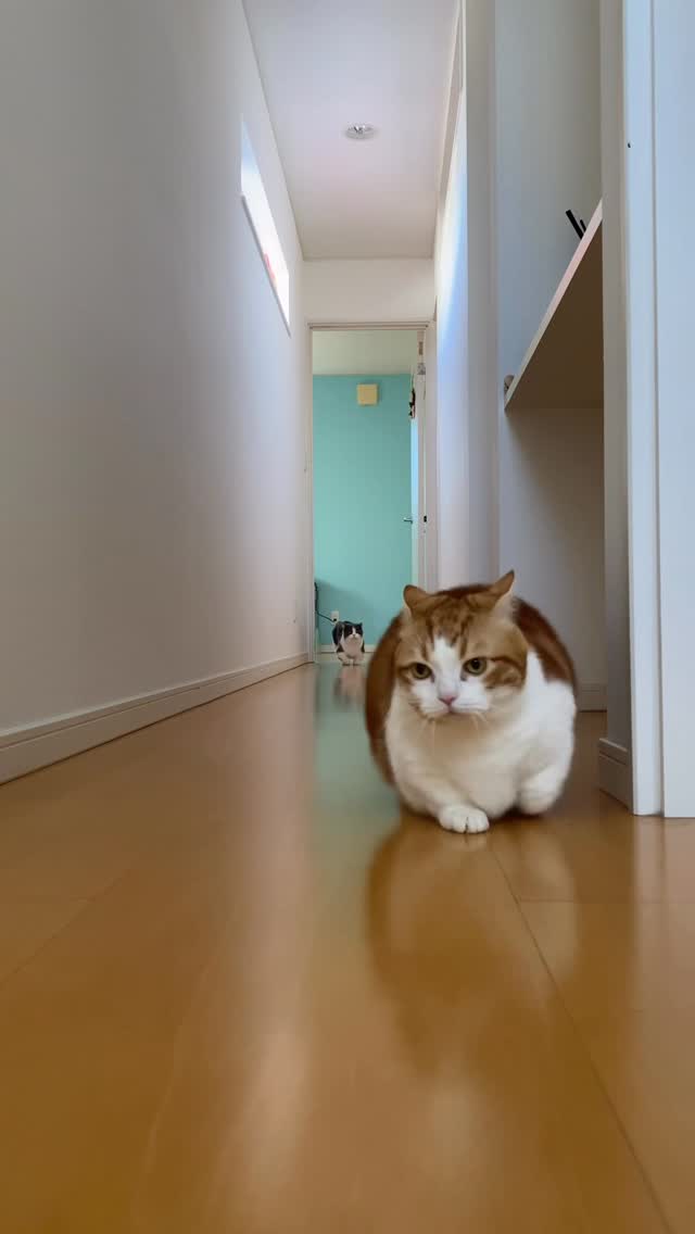 4/3初七日🌈 パパとお参り行ってきたよ⛩🙏😞 ⁡ 懐かしい動画でてきたよ ⁡ お兄ちゃんポテポテしてる (ダイエット前のMAXの時かな😅) ⁡ オヤツだよーと言うと お兄ちゃんが先頭切って走ってくる…