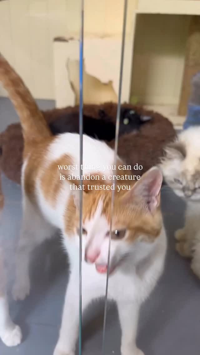 It breaks my heart to walk away from them but unfortunately I can't adopt every cat in the shelter. …