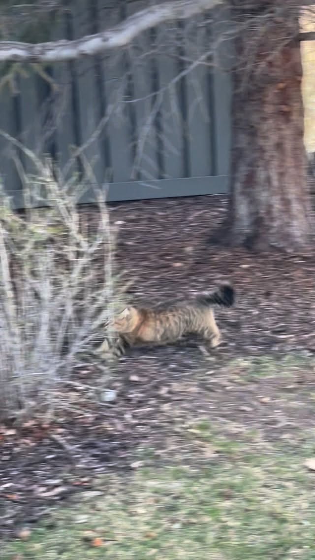 the timing couldn’t have been more perfect 🐈🏍️💨 #iamspeed #kitty
