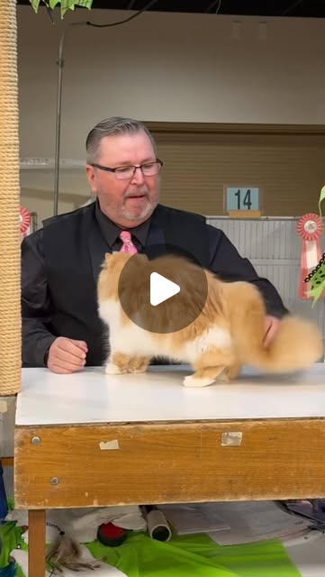 The annual cat beauty contest is less about strict perfection and more about celebrating the unique …