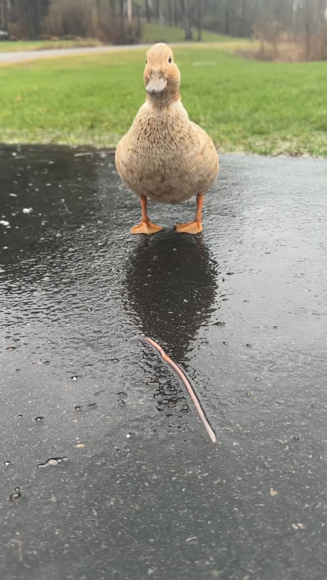 This is espressos FAVORITE activity #ducks #callducks #ducksofinstagram #petducks #homestead