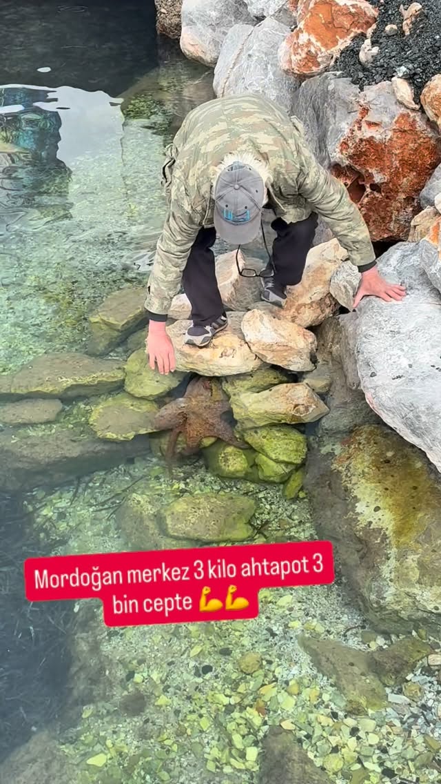 #mordoğan#ahtapot#Ahtapotlar denizlerde yaşayan, yumuşak vücutlu omurgasız canlılardır. 8 adet kolla…