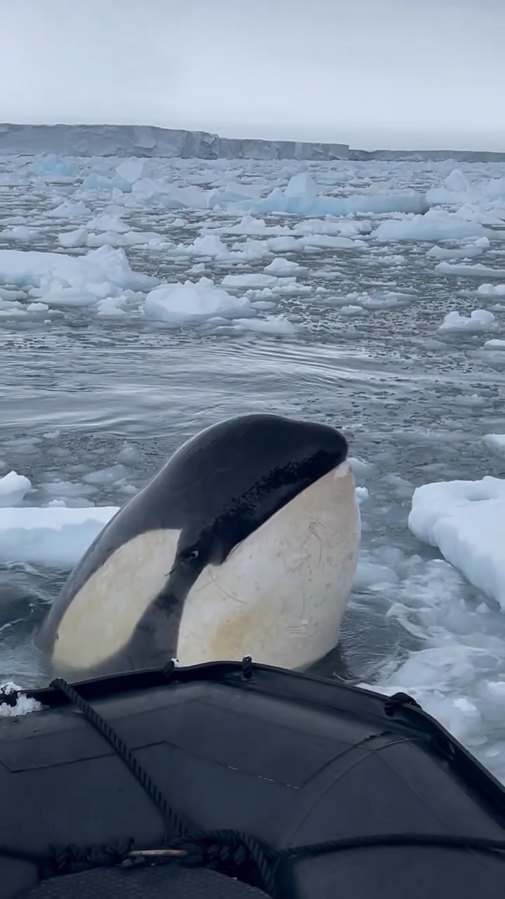 The moment a pod of Type B1 Killer Whales checked out our team in Antarctica. Video by @miss_little_…