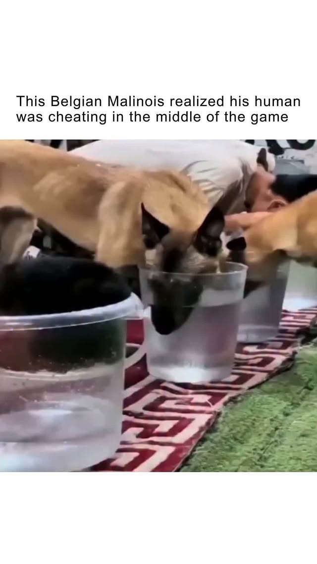 The Belgian Malinois is one of the most intelligent and trainable breeds in the world. Originally br…