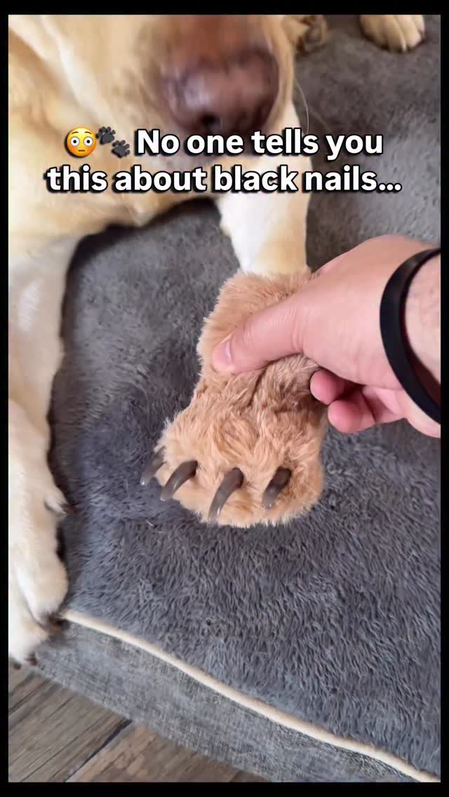 😳🐾 No one tells you this about black nails… 🔦🐶 when you can see the quick, everything changes #dogca…