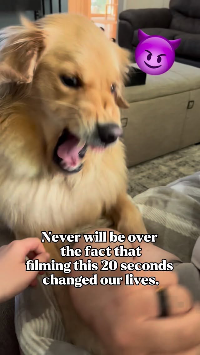 She never lets mom play. 🥲 #goldenretriever #viral #playtime #puppy #dogtraining